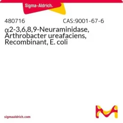 α2-3,6,8,9-Нейраминидаза (рекомбинантная, из Arthrobacter ureafaciens)