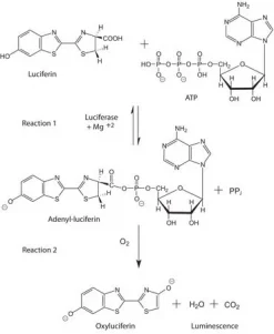 Люцифераза из Vibrio fischeri (Photobacterium fischeri)