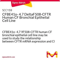 Клеточная линия бронхиального эпителия человека CFBE41o- ΔF508-CFTR