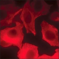 Антитело к IgG человека (H+L) CF™ 640R, козье, высокой перекрестной адсорбции