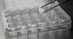 Коллагеновая губка Cellusponge