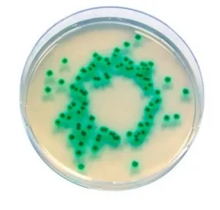 Хромогенный агар для Enterobacter sakazakii (Cronobacter)