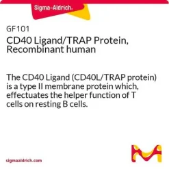Рекомбинантный человеческий лиганд CD40 (CD40L/TRAP белок)
