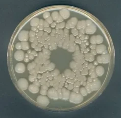Агар апельсиновый сывороточный (Orange Serum Agar)