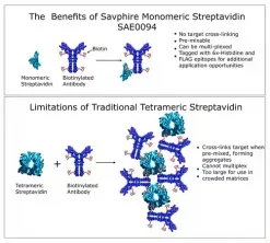 Мономерный стрептавидин SAvPhire™ рекомбинантный с 6×His и FLAG метками