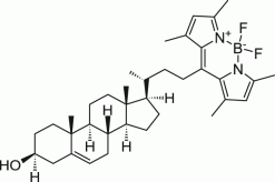 TopFluor™ Холестерин