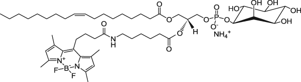TopFluor™ PI, флуоресцентный фосфолипид
