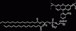 16:0 Liss Rhod PE (Lissamine Rhodamine B-фосфатидилэтаноламин)