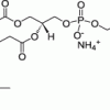 16:0-C4 TopFluor™ DNP Cap PE (PED6)