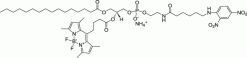 16:0-C4 TopFluor™ DNP Cap PE (PED6)