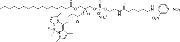 16:0-C4 TopFluor™ DNP Cap PE (PED6)