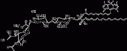C11 TopFluor™ GM3, флуоресцентный сфинголипид