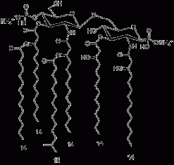 Липид A (14:0(5)-iso15:0(1))