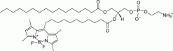 TopFluor™ PE, фосфолипид с флуоресцентной меткой