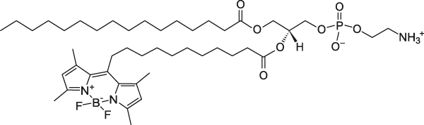 TopFluor™ PE, фосфолипид с флуоресцентной меткой