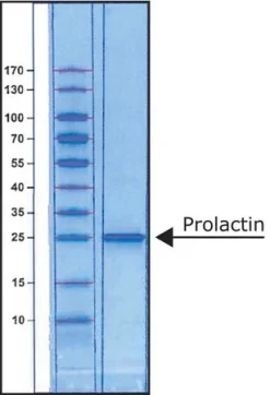 Пролактин человеческий, рекомбинантный, из E. coli, лиофилизированный порошок, BioReagent, для клеточных культур