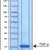 Фактор некроза опухоли-α (TNF-α) мыши, рекомбинантный, экспрессированный в E. coli, порошок