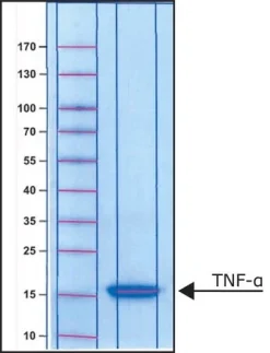 Фактор некроза опухоли-α (TNF-α) мыши, рекомбинантный, экспрессированный в E. coli, порошок