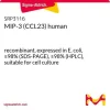 MIP-3 (CCL23) человека, рекомбинантный, экспрессирован в E. coli