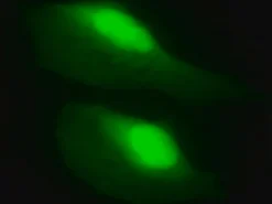 LentiBrite GFP Control лентивирусный биосенсор