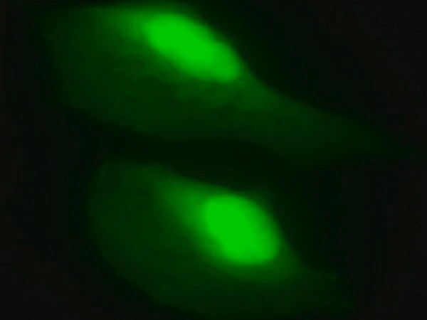 LentiBrite GFP Control лентивирусный биосенсор