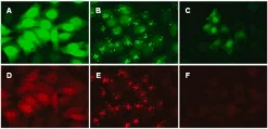 LentiBrite GFP-LC3 лентивирусный биосенсор