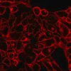 BioTracker 555 Orange цитоплазматический мембранный краситель