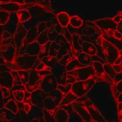 BioTracker 555 Orange цитоплазматический мембранный краситель