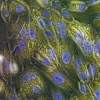 BioTracker 543 Yellow β-Gal краситель