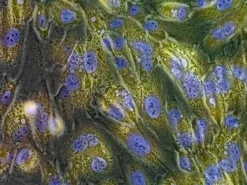 BioTracker 543 Yellow β-Gal краситель