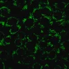 Биотрекер 488 Green Lipid Droplet Dye, раствор для окрашивания липидных капель