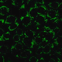Биотрекер 488 Green Lipid Droplet Dye, раствор для окрашивания липидных капель