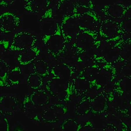 Биотрекер 488 Green Lipid Droplet Dye, раствор для окрашивания липидных капель