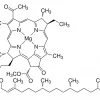 Бактериохлорофилл из Rhodopseudomonas sphaeroides