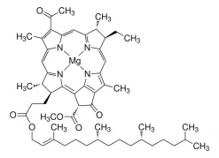 Бактериохлорофилл из Rhodopseudomonas sphaeroides