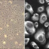 Первичные клетки бронхиального эпителия человека: HBEpC, взрослый донор