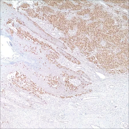 Моноклональное антитело мыши к фактору транскрипции микрофтальмии (MiTF), клон C5/D5