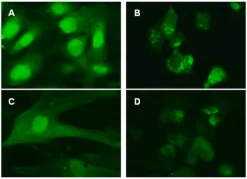 LentiBrite GFP-LC3 лентивирусный биосенсор