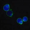 Биотрекер NucView 405 Blue Caspase-3 Dye (DMSO), 1 мМ