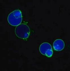 Биотрекер NucView 405 Blue Caspase-3 Dye (DMSO), 1 мМ