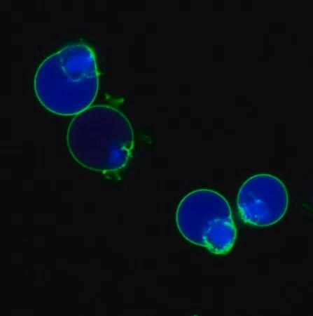Биотрекер NucView 405 Blue Caspase-3 Dye (DMSO), 1 мМ