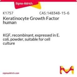 Фактор роста кератиноцитов человека (KGF/FGF-7), рекомбинантный, экспрессированный в E. coli, порошок