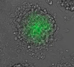 Биотрекер 520 Green Hypoxia Dye, флуоресцентный краситель для гипоксии в живых клетках