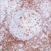 Моноклональное антитело мыши CD2 (MRQ-11)