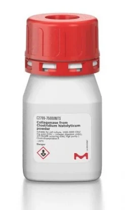 Коллагеназа из Clostridium histolyticum, порошок, для клеточных культур