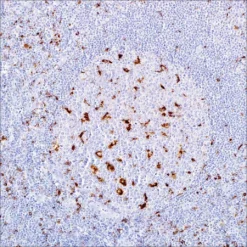 Антитело мышиное моноклональное CD68 (Kp-1)