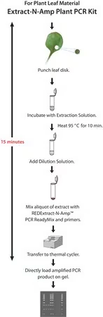 REDExtract-N-Amp™ Набор для ПЦР растений, 1000 экстракций и амплификаций
