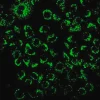 Биотрекер 520 Green Hypoxia Dye, флуоресцентный краситель для гипоксии в живых клетках