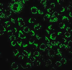 Биотрекер 520 Green Hypoxia Dye, флуоресцентный краситель для гипоксии в живых клетках
