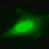 LentiBrite GFP Control лентивирусный биосенсор